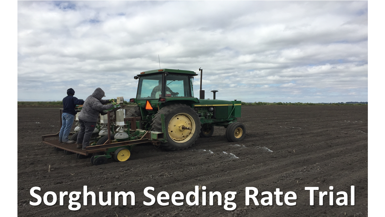 Sorghum Seeding Rate Trial