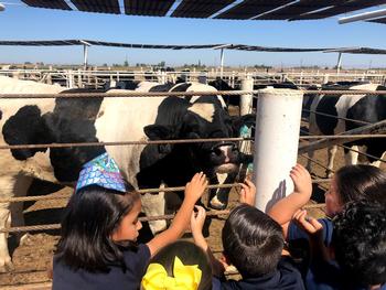 students petting a steer at drec feedlot