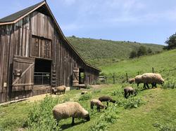 Ewes & lambs graze outside Barn 2