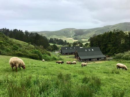 Sheep on back pasture near Dean Trail