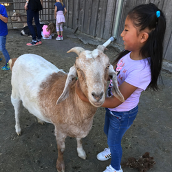 Students can get up close with our friendly livestock animals.