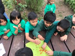 Students are able to taste fresh produce from our gardens.