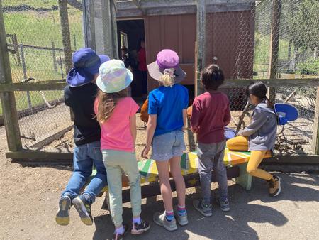 Elkus_students observing the chickens