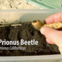 A Few Facts About the Prionus Beetle