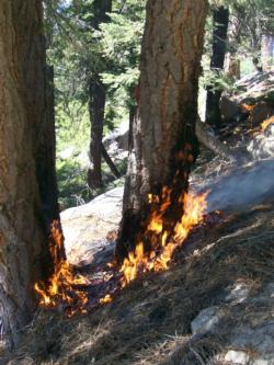 A prescribed fire burns slowly across the forest floor in Incline Village, Nevada