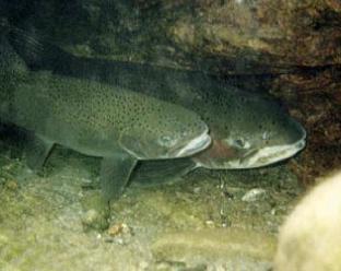 Steelhead trout in Trinity River