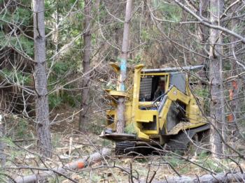A feller buncher is being used to thin out an overcrowded forest.