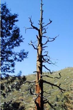 Snags (standing dead trees) provide critical habitat for many wildlife species