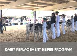 Dairy Replacement Heifer Program Website Page Link