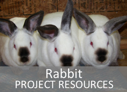 Rabbit Project Resources Website Page Link