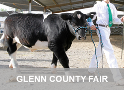 Glenn County Fair Page Link