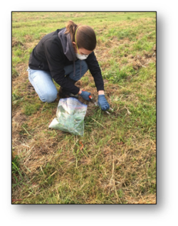 Karle collecting a pasture sample in Butte County during the Camp Fire- 2018.