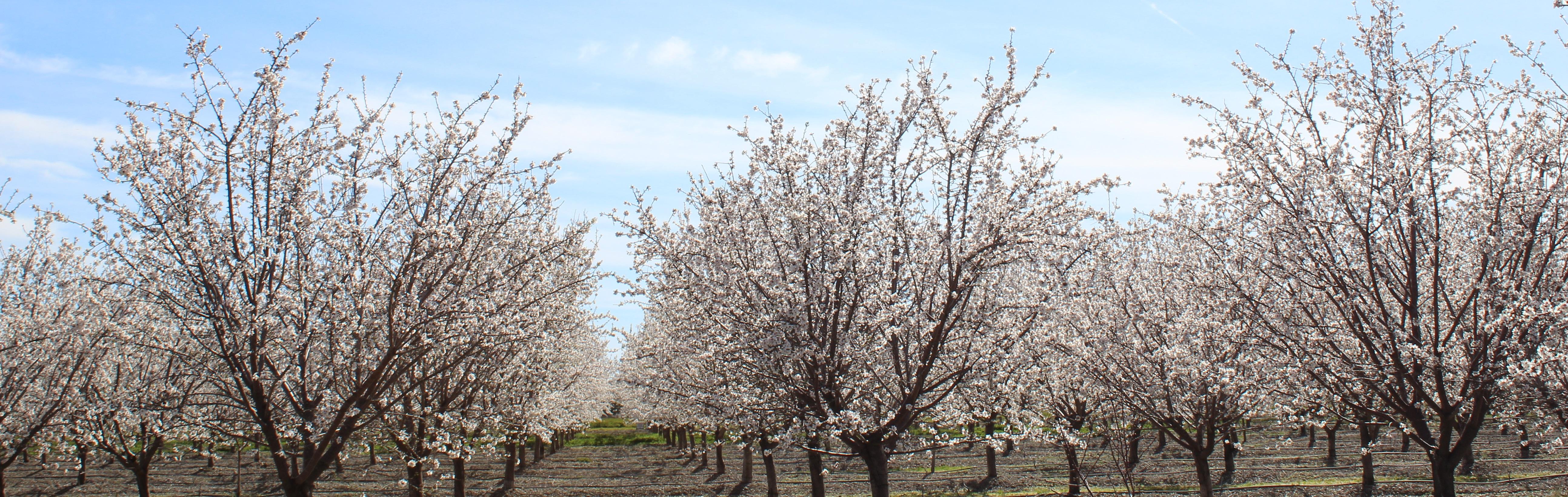 Almond Blossoms Photo