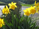 Daffodiles