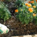 Preparing Your Garden for Spring with a Winter Clean Up