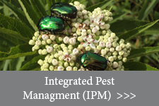 Integrated Pest Management (IPM) Web Link