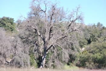 GSOB-killed oak in San Diego County