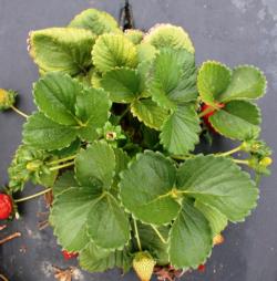 Improving Irrigation and Nitrogen Management of Strawberry Production in Ventura County