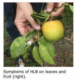Lemon with HLB Disease