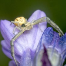 Crab-spider-for-contest-220x220