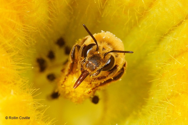 Native_Bee-Peponapis_pruinosa-Rollin_Coville COPYRIGHT