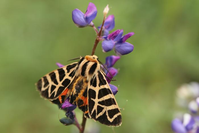 Tiger moth on lupine Prakrit Jain