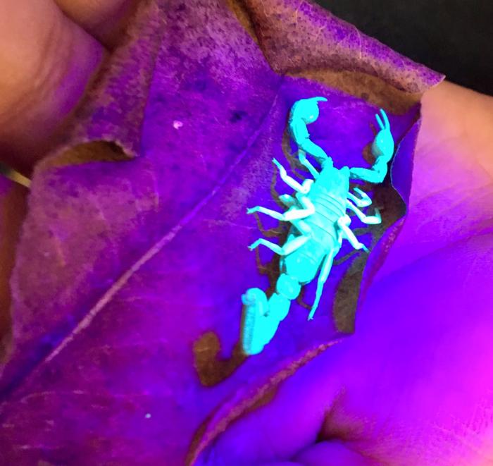 UV scorpion