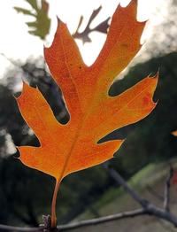 Black oak leaf in the fall