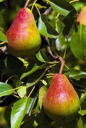Pears290