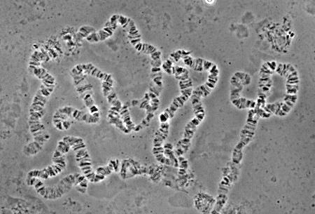 gambiae polytene chromosome spread