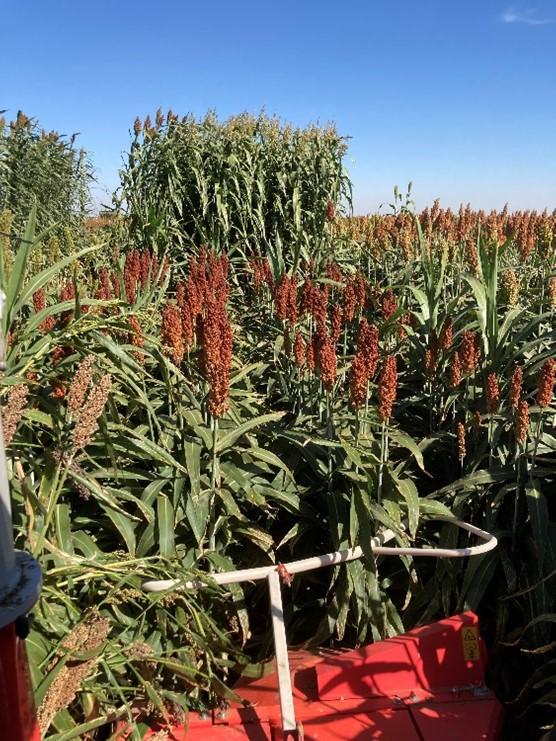 Forage sorghum of different biotypes in full irrigation