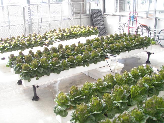 Hydroponically grown lettuce in one of IR-4's greenhouse units where one room is used for the control and the other for the treatment.