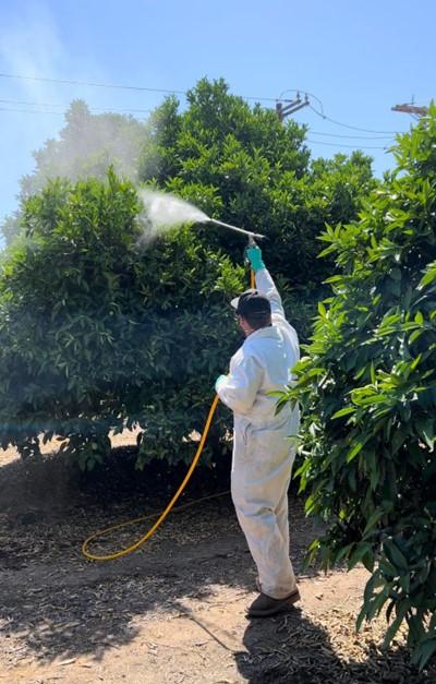 Jovani Belman applies treatment on citrus trees.