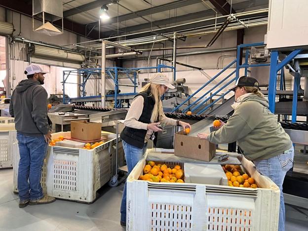 Staff conducts final evaluation of the efficacy of pesticide to control citrus pests.