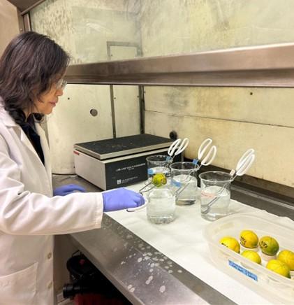 Ping Gu, Staff Research Associate prepares lemon infested with California red scale.