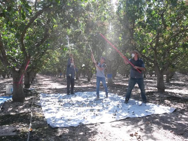 Manually harvesting pistachios to evaluate efficacy of treatments.