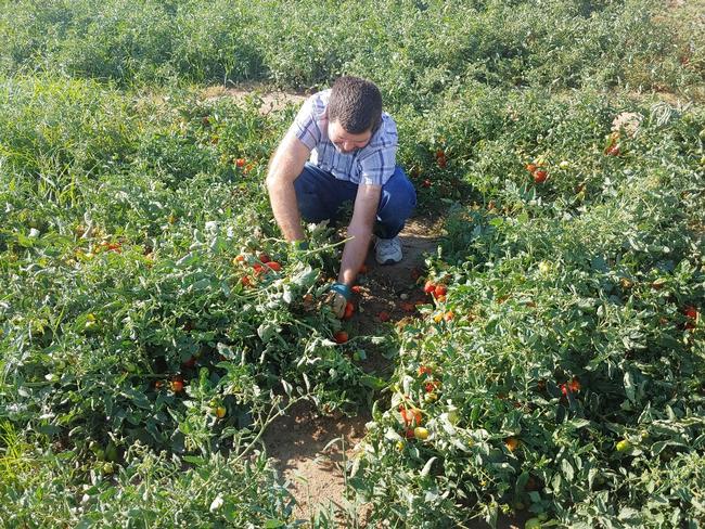 Brady Holder, staff research associate, collects tomato sample for fertigation trial.