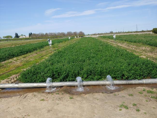 Conducting ground water recharge research in alfalfa.