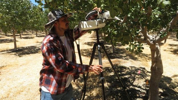 Daniel Ruiz, Junior Specialist, uses LICOR to take stomatal conductance and photosynthesis measurements on pistachio trees.