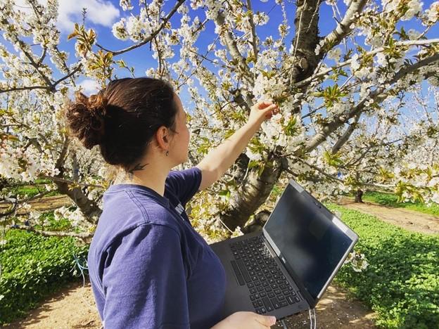 Emily Santos, Assistant Specialist, checking bloom in cherry orchard and downloading trail cameras for bloom evaluations.
