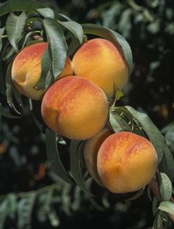 Peach_Fruit_290