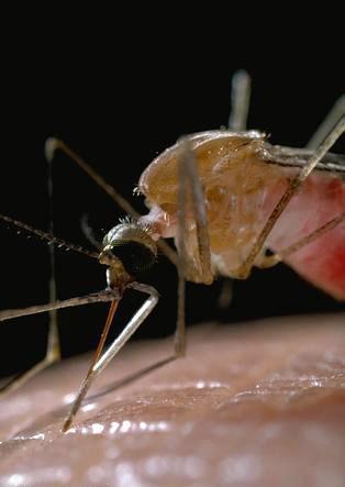 Adult western malaria mosquito