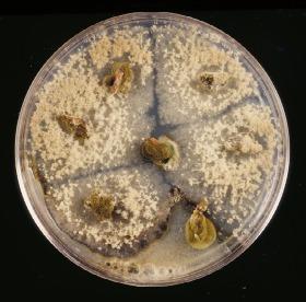 Latent infection level on mature fruit can also be determined by culturing fruit tissues on the lactic acid amended medium.