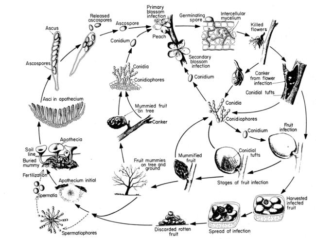 The disease cycle of brown rot of stone fruits (From George  N. Agrios: Plant Pathology, Fourth Edition, 388p)