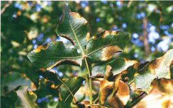 By converting from flood to buried drip irrigation, the orchard microclimate can be altered to improve the yield of marketable fruit, without fungicide sprays. Alternaria late blight symptoms are apparent on pistachio leaves, above.