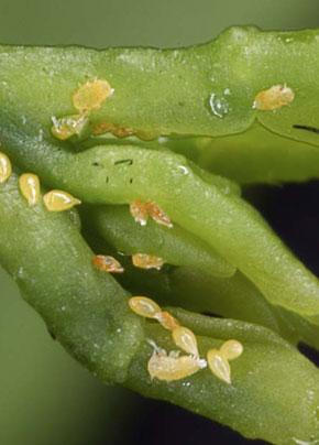 Asian citrus psyllid eggs and nymphs.