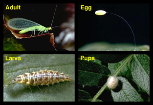 green_lacewing