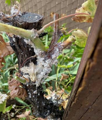 Waxy excretion on grapevine trunk