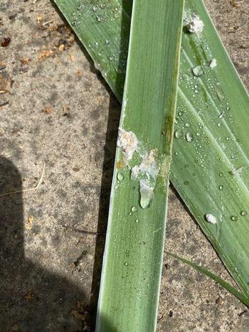 Honeydew excretions on neighboring iris