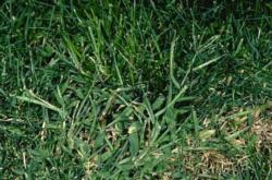Digitaria sanguinalis  Hairy crabgrass (large crabgrass)